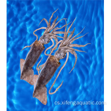 Čerstvá cena Calamar Dosidicus Gigas Mořské plody